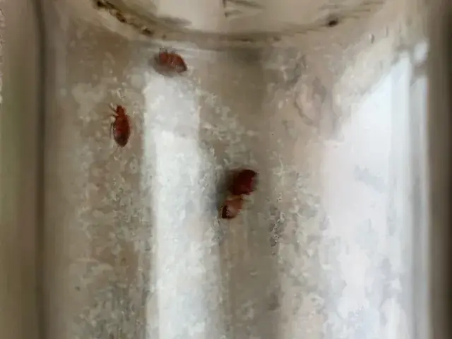Punaises de lit captur&eacute;es lors d'un diagnostic dans un immeuble collectif en Alsace